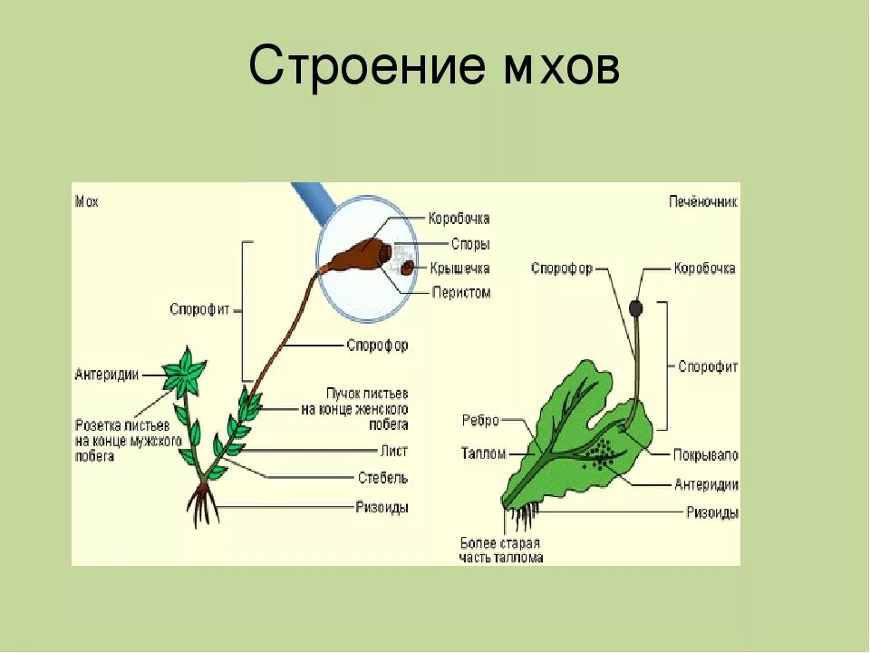 Мох сфагнум части растения. Внутреннее строение моховидных. Строение мхов схема. Строение мха строение мха.