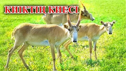 Жалаңаш әнші ханшайым