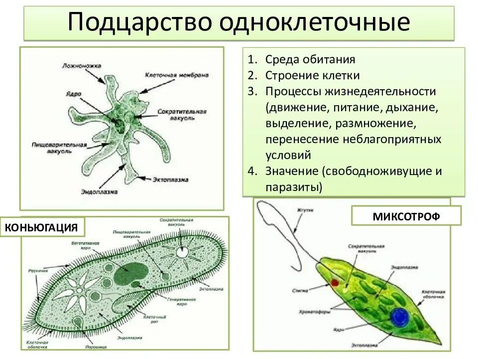 Каковы особенности строения и жизнедеятельности