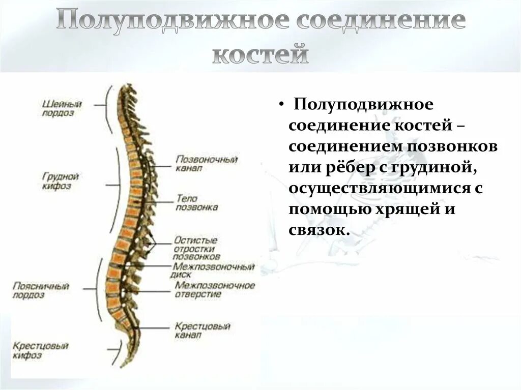 Полуподвижное соединение костей. Полуподвижное соединение. Позвоночник подвижные или полуподвижные. Подвижные и неподвижные отделы позвоночника.