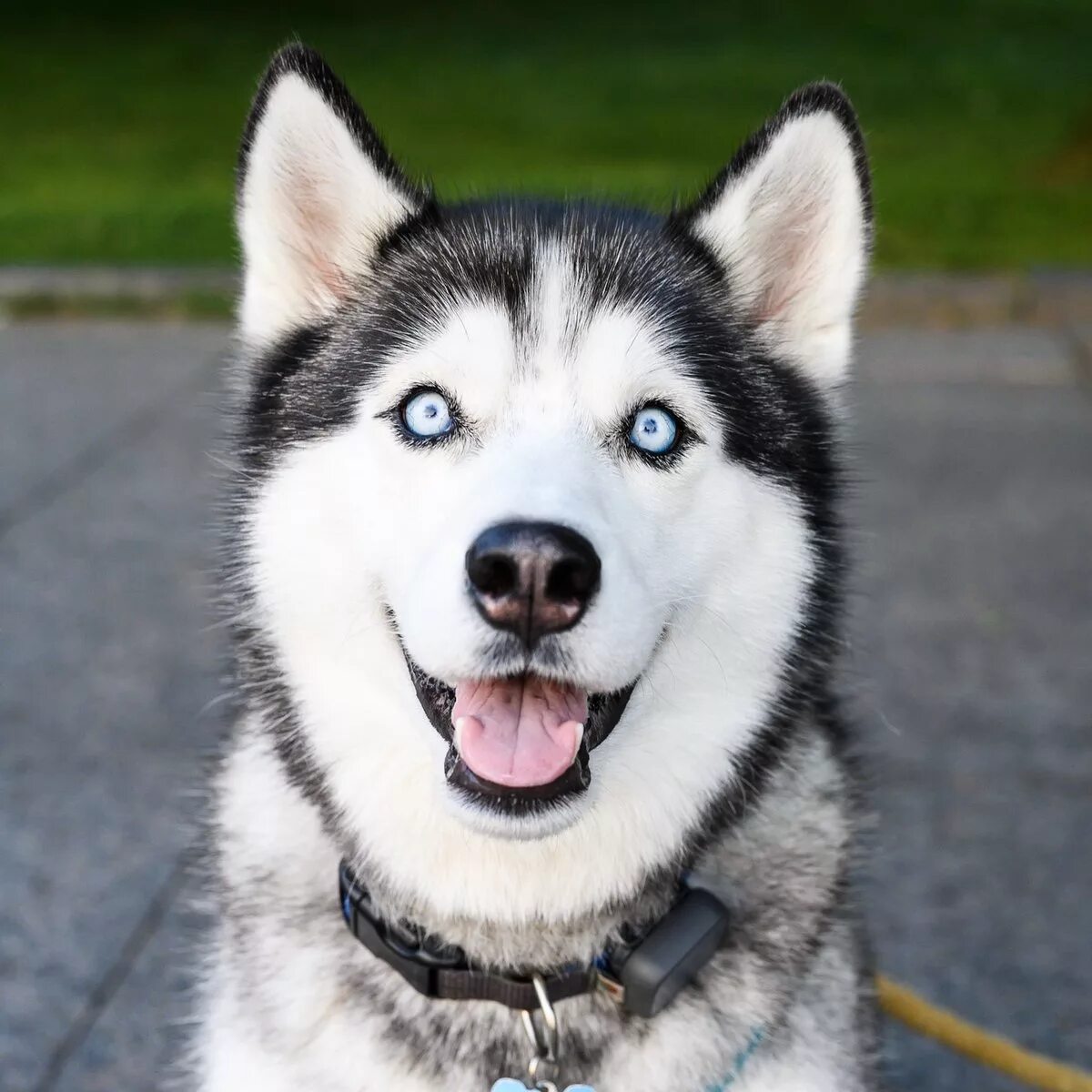 Лайка ютубер. Сибирский хаски. Американский хаски. Канадский хаски. Husky собака.