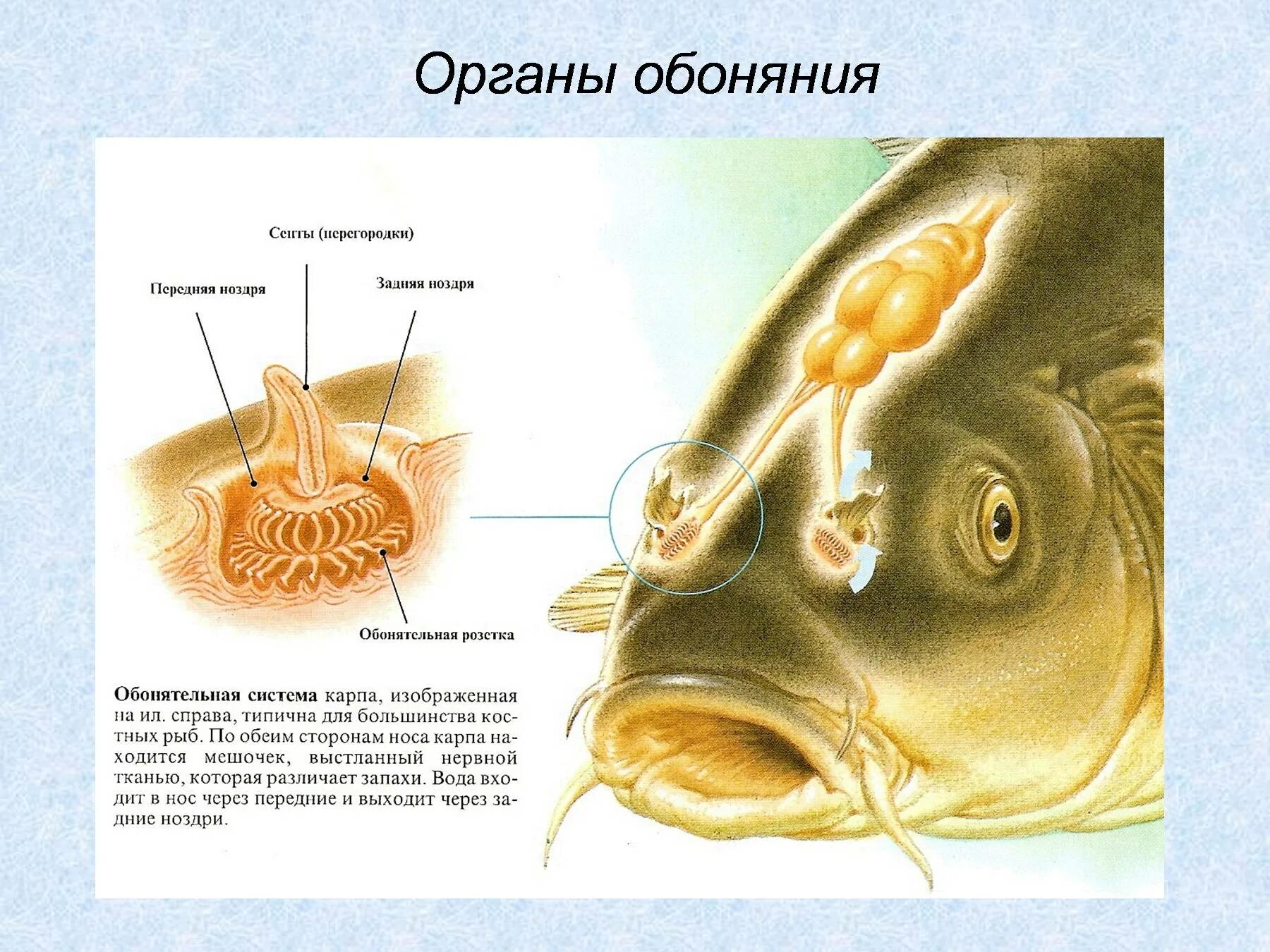 Органы чувств и вода. Органы обоняния у рыб. Строение уха рыб. Обонятельные мешочки рыб. Строение органа слуха у рыб.