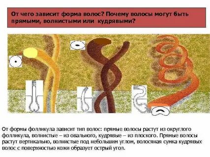 От чего зависит форма
