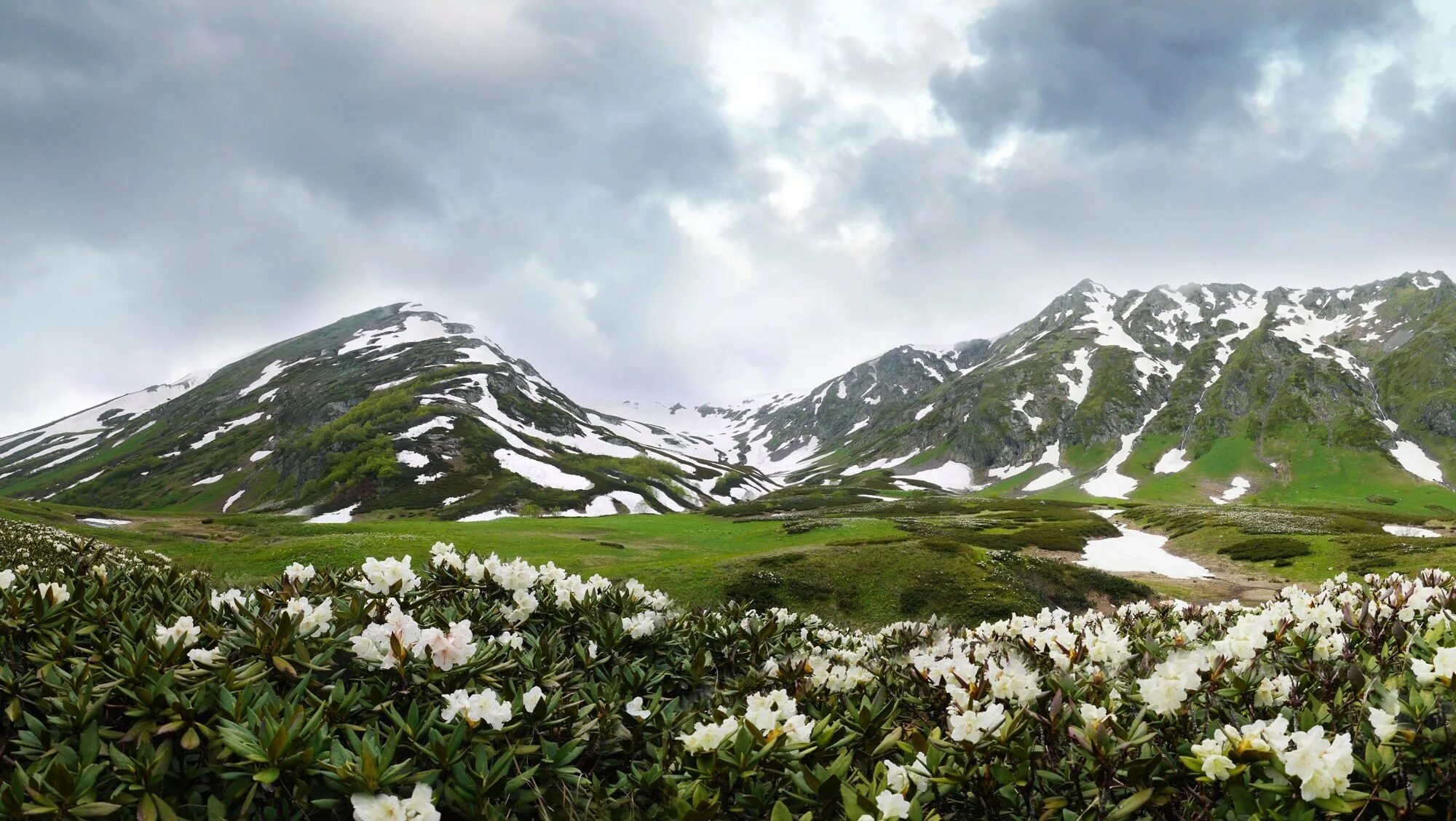 Альпийские луга северного кавказа. Субальпийские луга кавказа. Альпийские луга приэльбрусья. Эдельвейс адыгея. Эдельвейс адыгея.