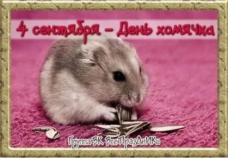 День хомяка открытки
