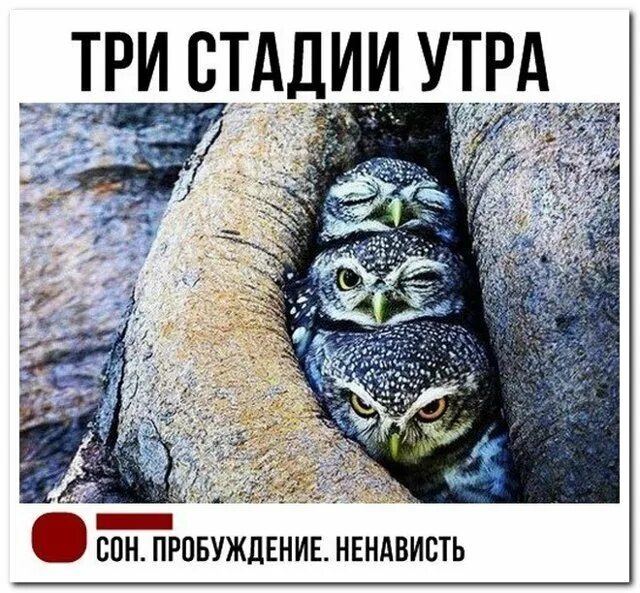 Новости Мемы, Юмор про кошек, Смешные котята