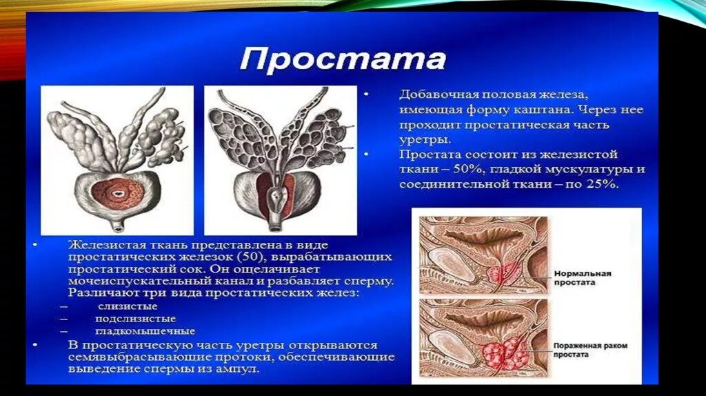 К мужским половым органам относятся. Мужская половая система презентация. Характеристика половой системы. Наружные женские половые органы строение. Половая система кратко.