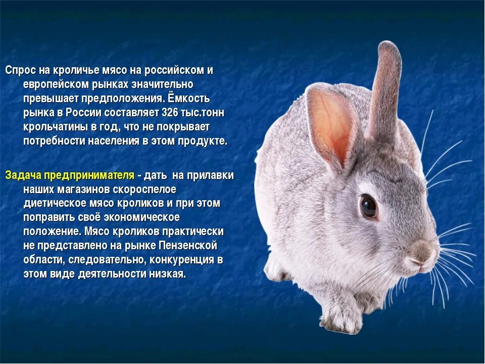 Где обитают кролики