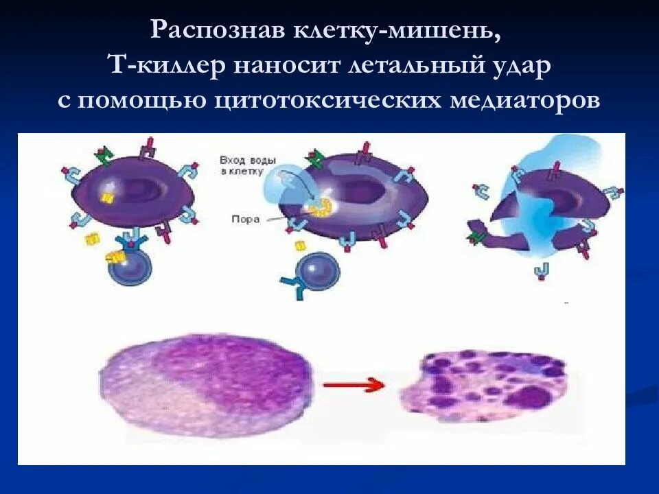 Т-клеточное звено иммунитета. Т киллеры клетки. Клетка мишень в иммунном ответе это. Т киллеры распознают клетки мишени с помощью. Собственные иммунные клетки