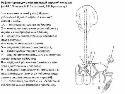 Дуга нервной системы