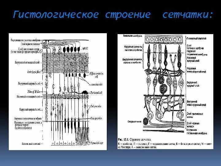 Сетчатка функции кратко