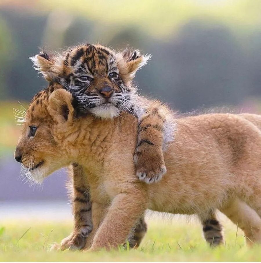Обнимаю прикол. Тигрята и львята тигры львы. Милые тигрята. Маленький Тигренок. Львята и тигрята.