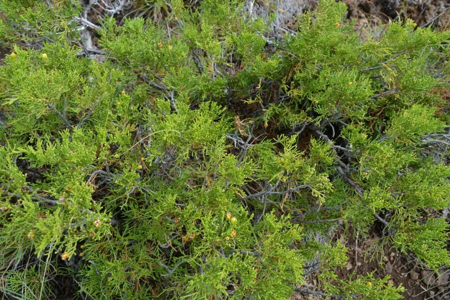 семейство кипарисовые (cupressaceae). арча можжевельник. можжевельник из азии 4. можжевельник зеравшанский. Juniperus foetidissima (дурнопахнущий).