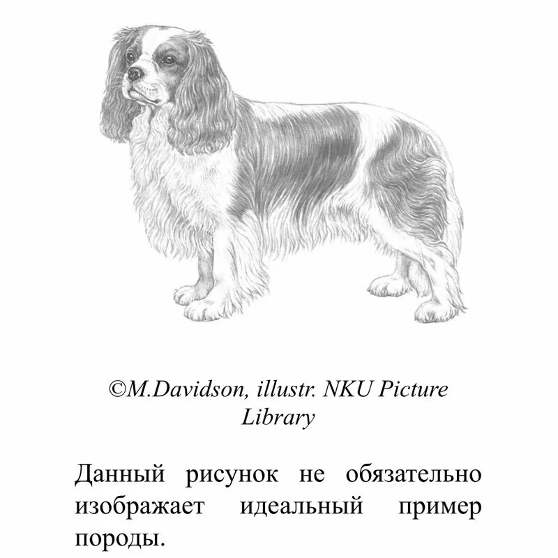 Течка кавалера спаниеля