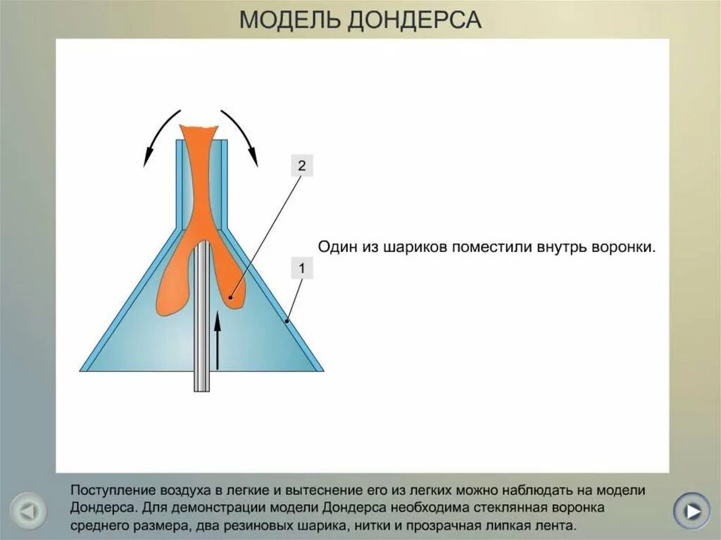 Модель Дондерса. Модель легких Дондерса. Модель дыхательных движений. Схема Дондерса.