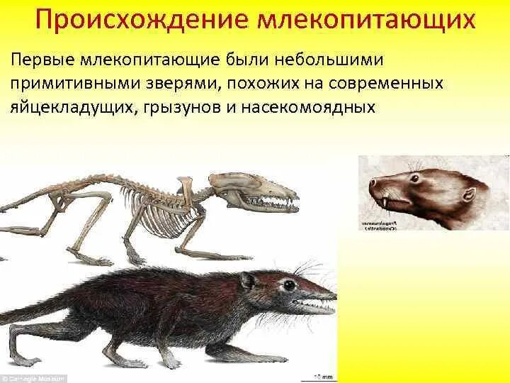 Происхождения млекопитающих от пресмыкающихся. Происхождение млекопитающих 7 класс биология. Происхождение класса млекопитающих. Происхождение млекопитающих зверозубые рептилии. Происхождение млекопитающих кратко 7 класс биология.