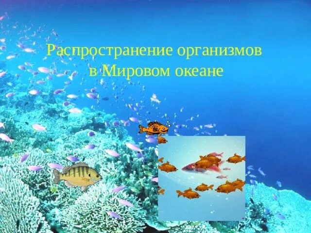 Организмы мирового океана. Распространение организмов в мировом океане. Жизнь в океане 6 класс география.