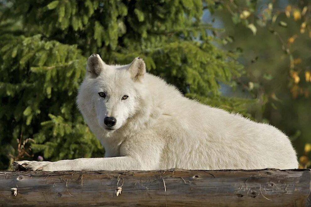 белый волк где обитает. белый волк где обитает. тундровый арктический волк. белый волк где обитает. мелвильский островной волк.