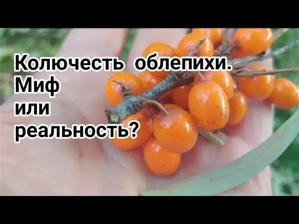 Как формировать облепиху