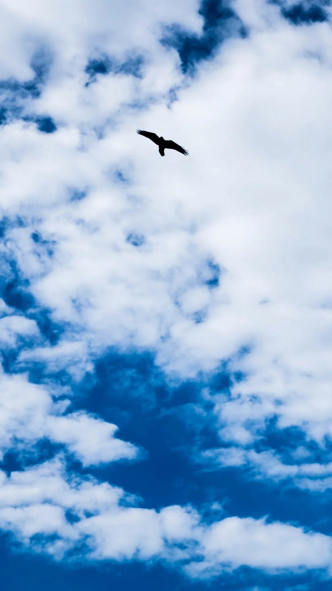Синяя птица облака. Птицы в небе. Птицы на Неве. Красивое небо с птицами. Полет птицы.