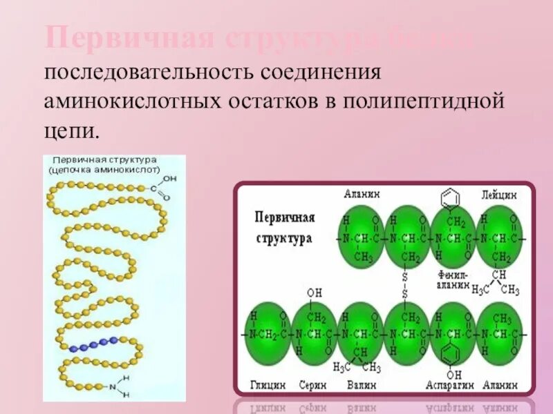 Структура белка в полипептидной цепи. Первиная структура елка. Первичная структура цепочка аминокислот. Структура белка аминокислоты.