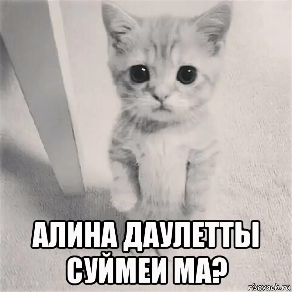 Милый котик мем. Ваш досуг лого. Досуг логотип. Белый кот мем. Вашей маме не нужен.