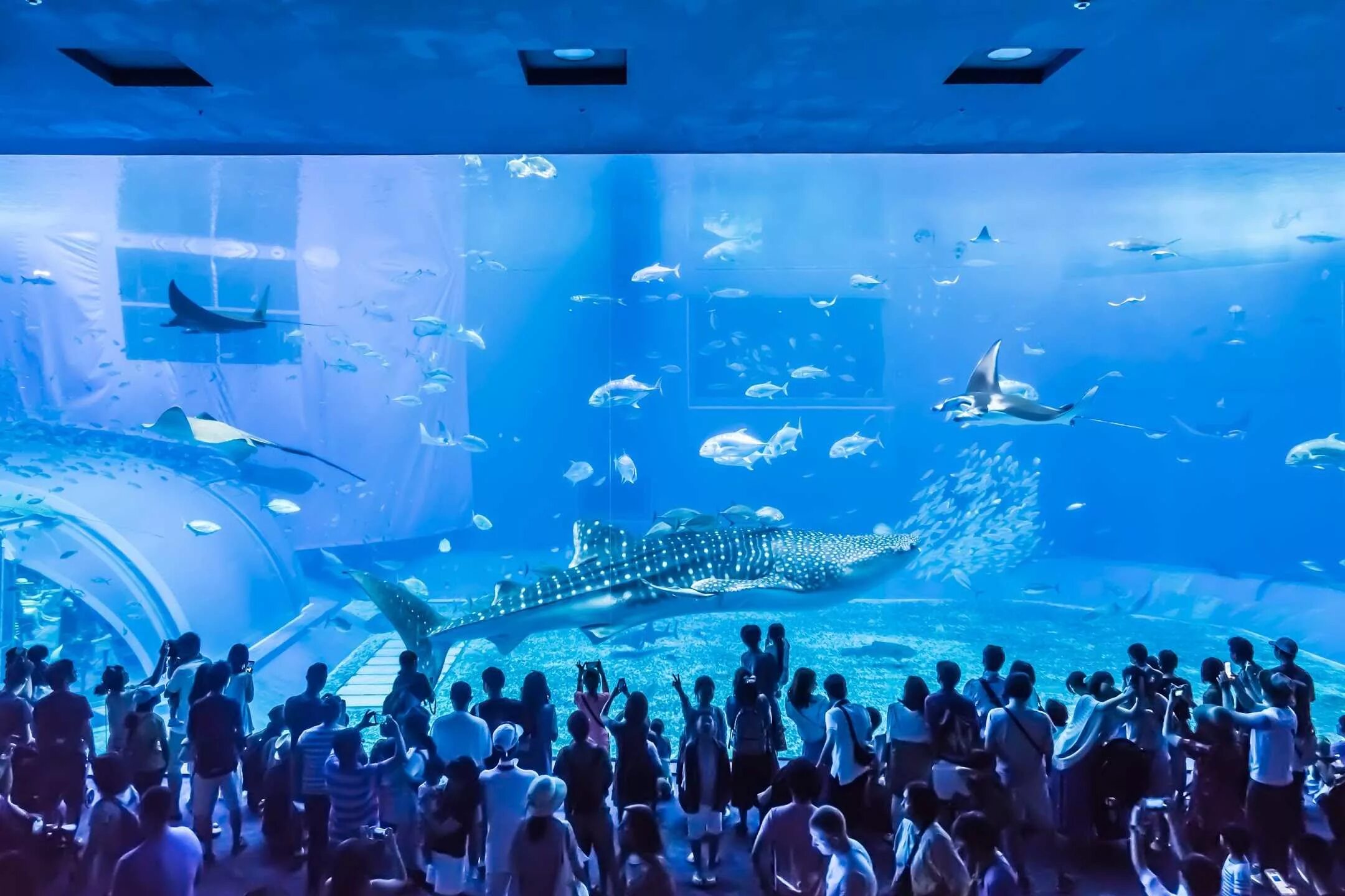 Dubai mall аквариум. Дубайский аквариум и подводный зоопарк. Океанариум в дубай молле. Океанариум абу даби. Бурдж халифа аквариум.