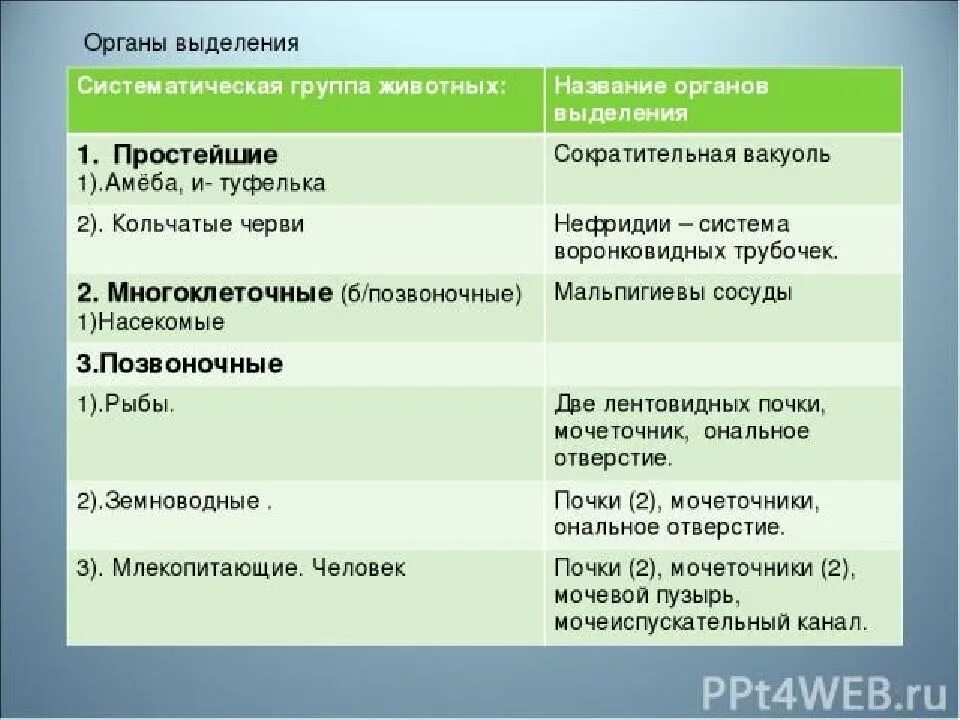 Выделительная система 6 класс биология. Органы выделения животных таблица. Выделительная система 6 класс биология таблица. Таблица по биологии 7 класс органы выделения животных. Выделения беспозвоночных