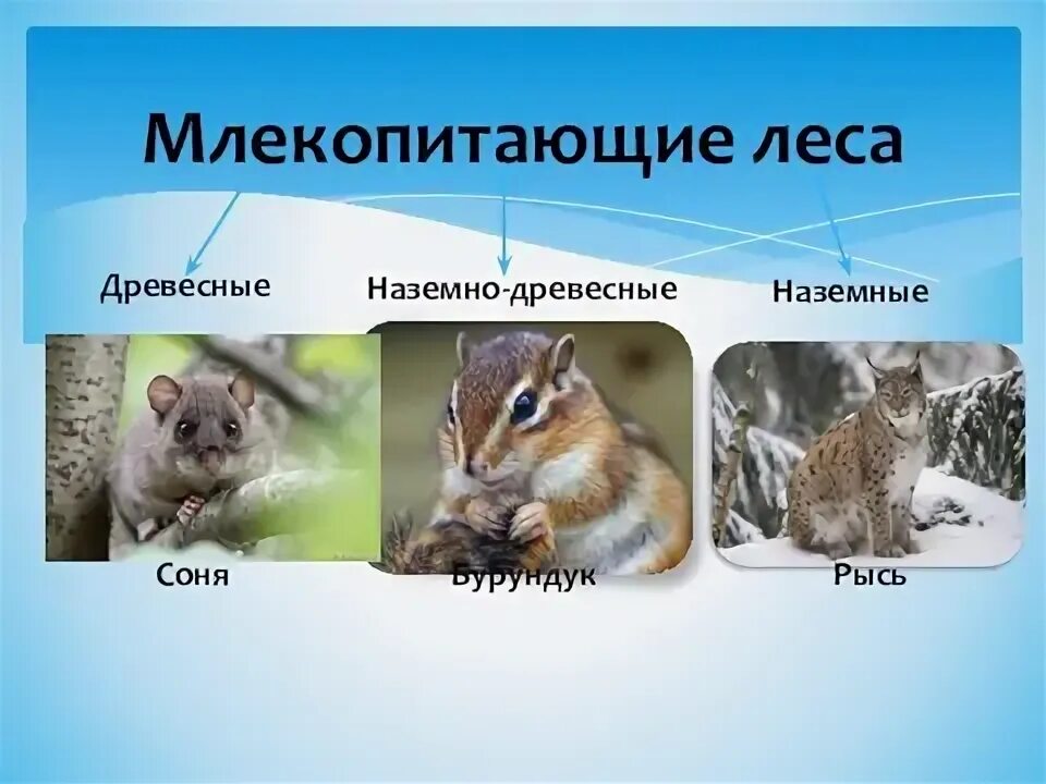 Млекопитающие леса список. Наземно древесные млекопитающие представители. наземно древесные млекопитающие. млекопитающие из леса. наземно древесные млекопитающие представители фото.