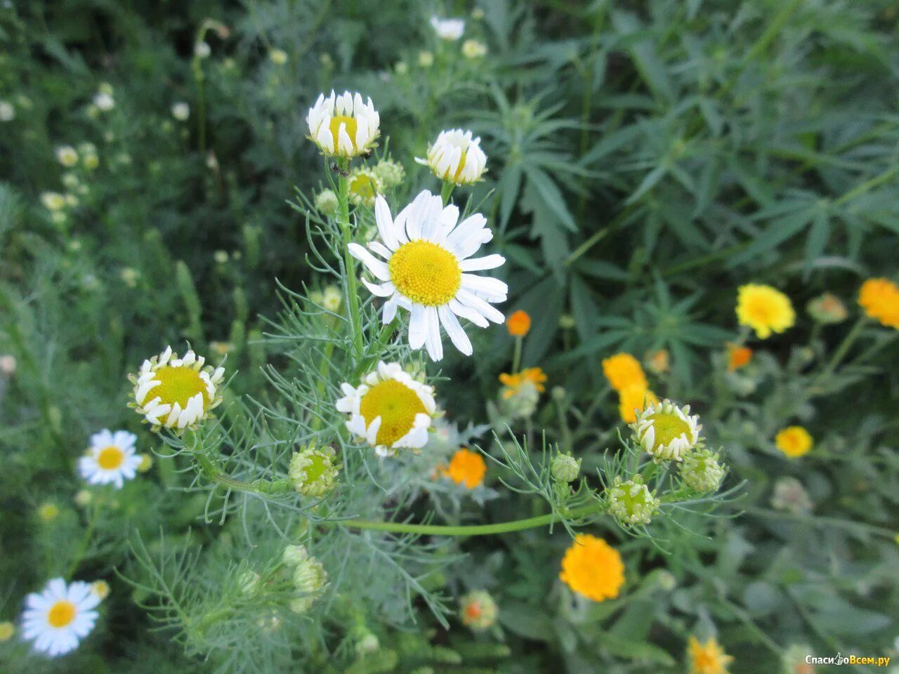 Ромашка крепит. Ромашка аптечная. ромашка лечебная царство. лечебная ромашка и календула. календула + ромашка.