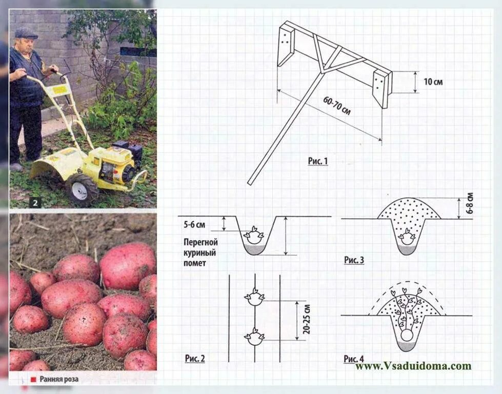 Схема посадки картошки под мотоблок. Чертилка для высадки картофеля схема. Схема сдвоенной посадки картофеля. Схема и глубина посадки картошки.