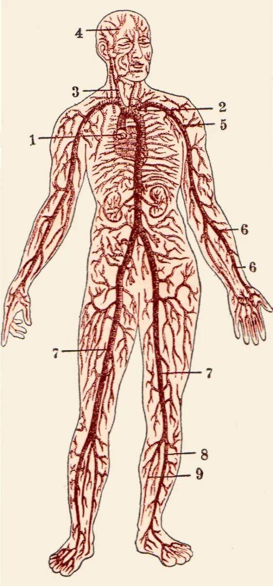 Капиллярная система человека схема. Артерии туловища анатомия. Артериальная система человека рисунок. Расположение артерий.