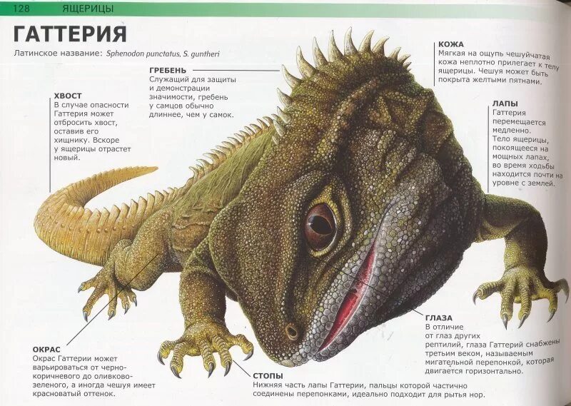 Известно что гаттерия хищное пресмыкающееся ведущее. Отряд Клювоголовые гаттерия. Отряд Клювоголовые строение. Внешнее строение гаттерии. Гаттерия строение тела.