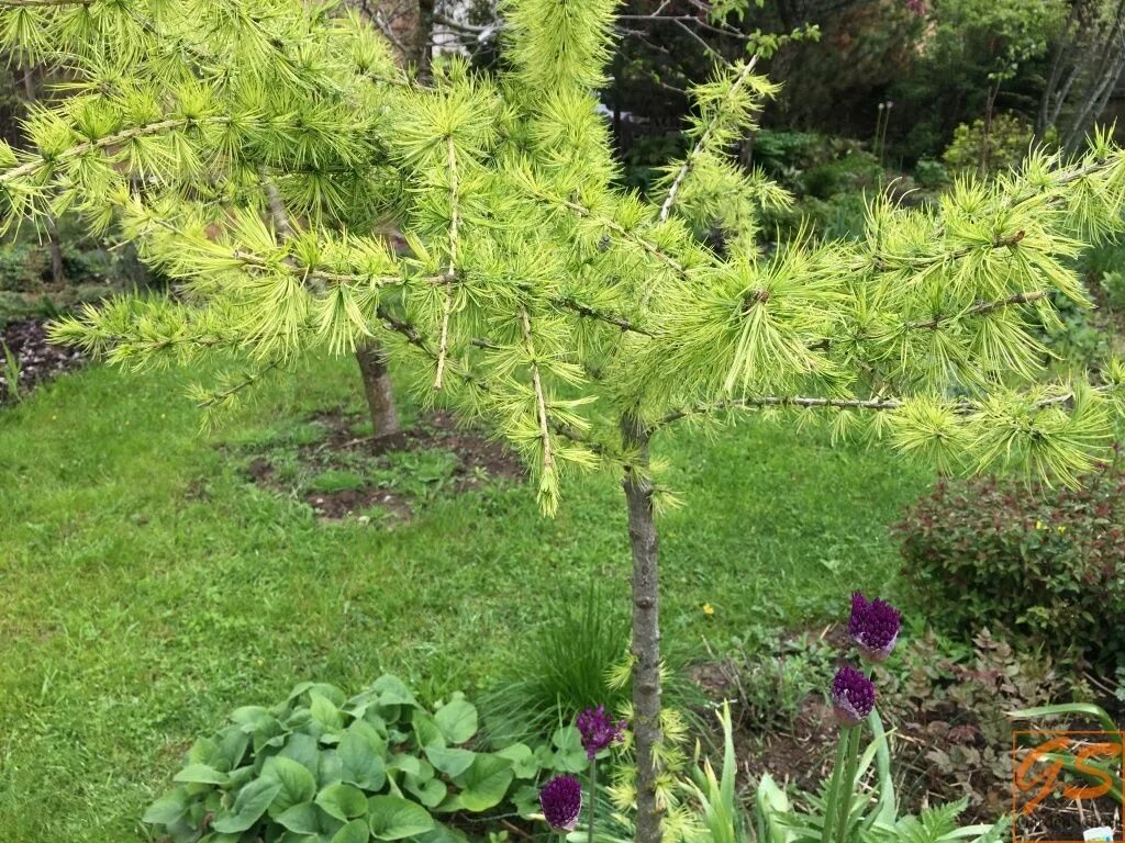 Лиственница обрезки. Лиственница европейская larix decidua. лиственница европейская ниваки. лиственница европейская крейчи. лиственница европейская krejci.