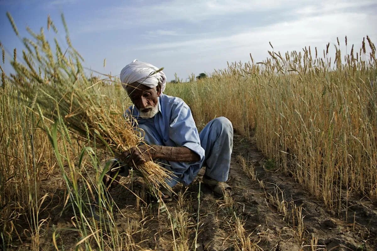 In northern india they harvest their wheat. Сельское хозяйство Пакистана. Сельское хозяйство Ирана. Бахрейн сельское хозяйство. Растениеводство в Пакистане.