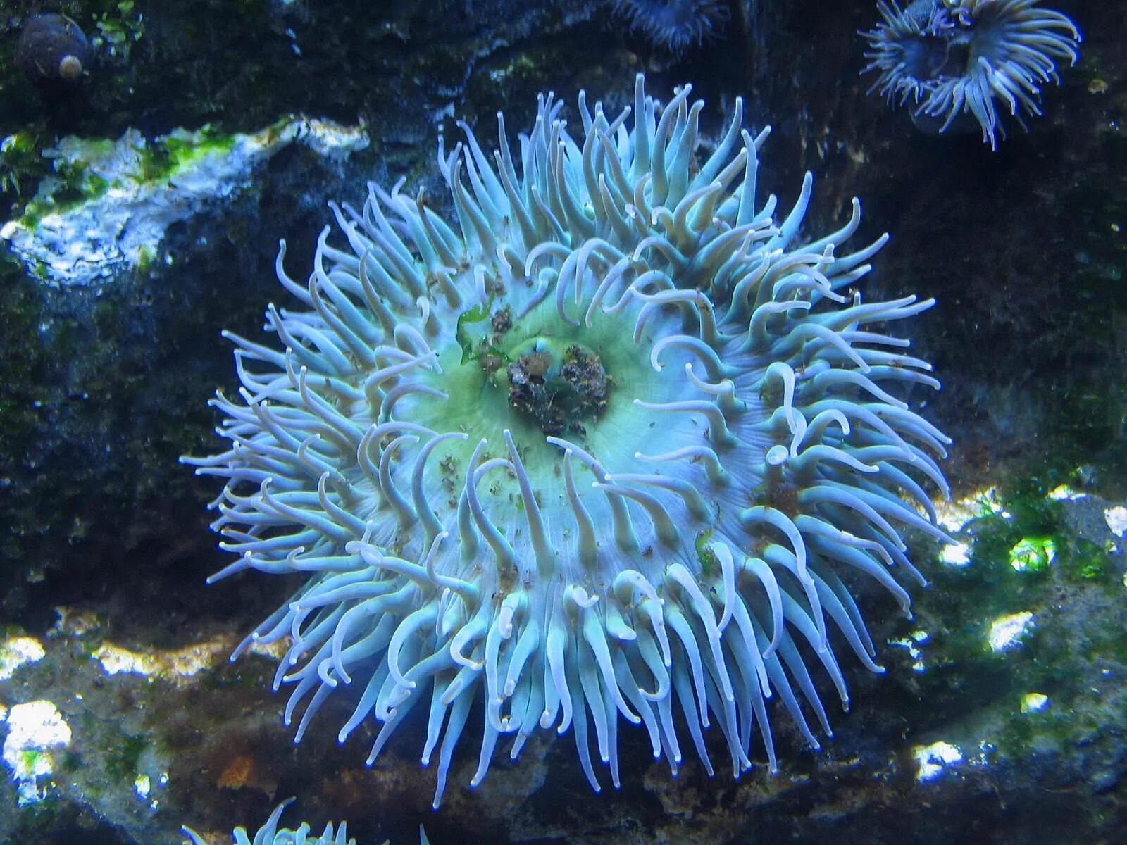 Как выглядит актиния. Как выглядит актиния. Актиния анемон. Как выглядит актиния. Актинии черного моря.
