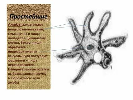 Остатки непереваренной пищи у амебы