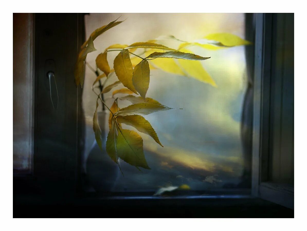 Листья на окна. Осень за окном. Осеннее окно. Ветер стучит в окно.