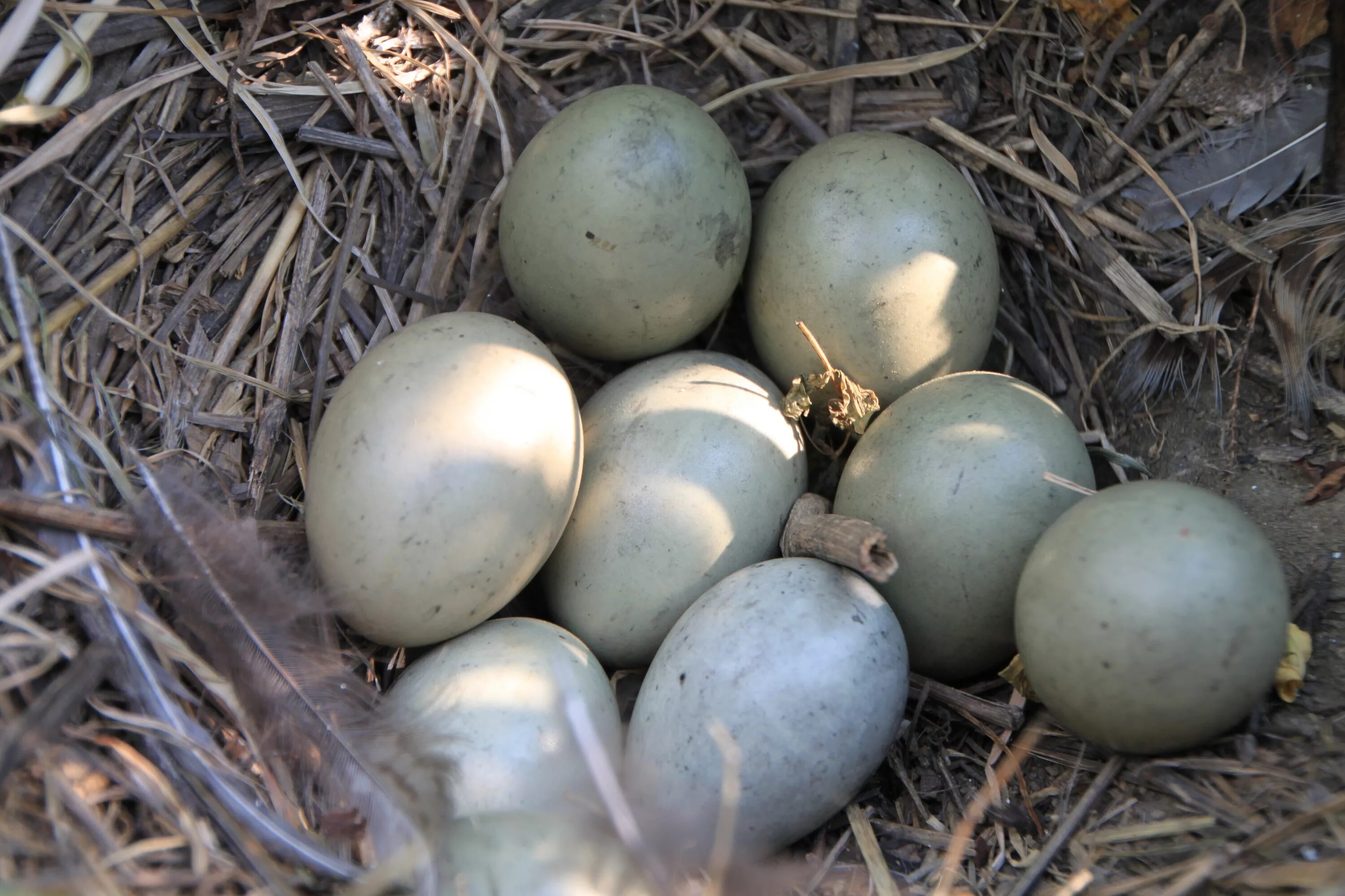Яйца фазана купить. Золотой фазан яйца. Фазан птица яйца. Яйца фазана и куропатки. Птичьи яйца.