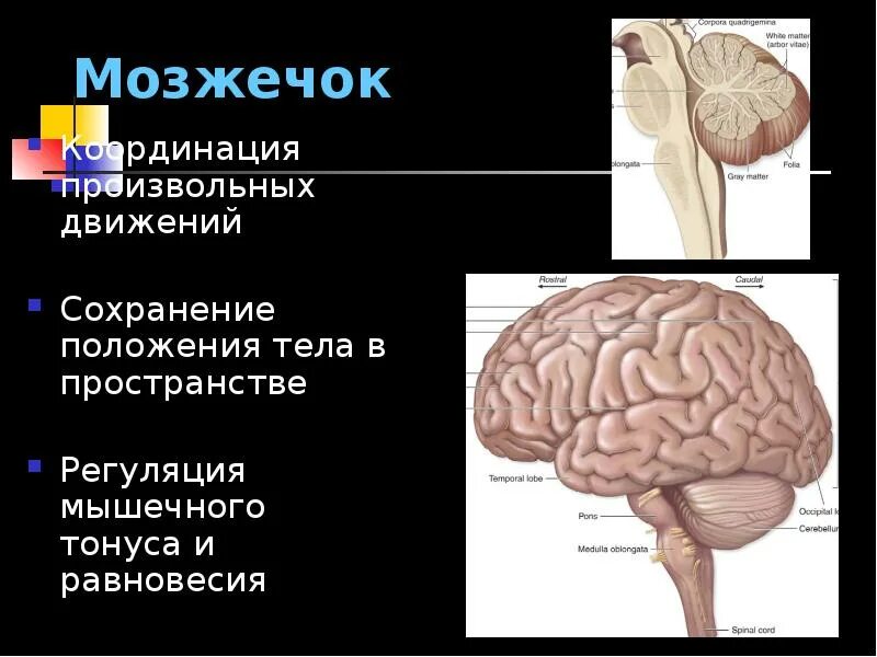 Мозжечок мозг функции. Функции мозжечка в головном мозге. Мозжечок строение и функции. Функциональные отделы мозжечка.
