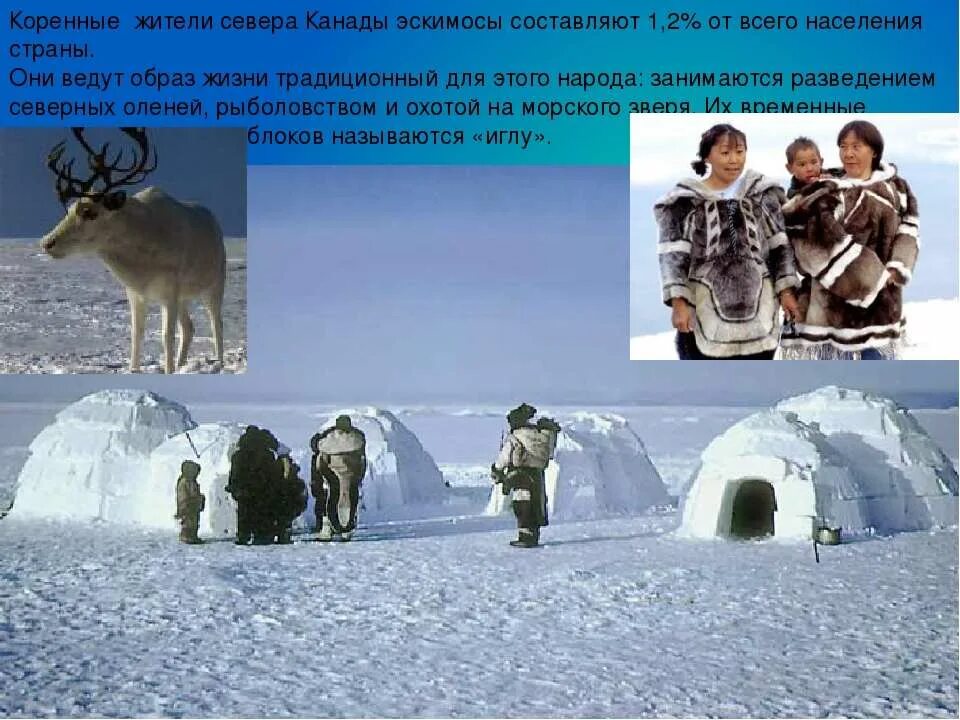 Коренные жители севера. Эскимосы коренные жители. Жители северных стран. Эскимосы образ жизни. Эскимосы в какой природной зоне