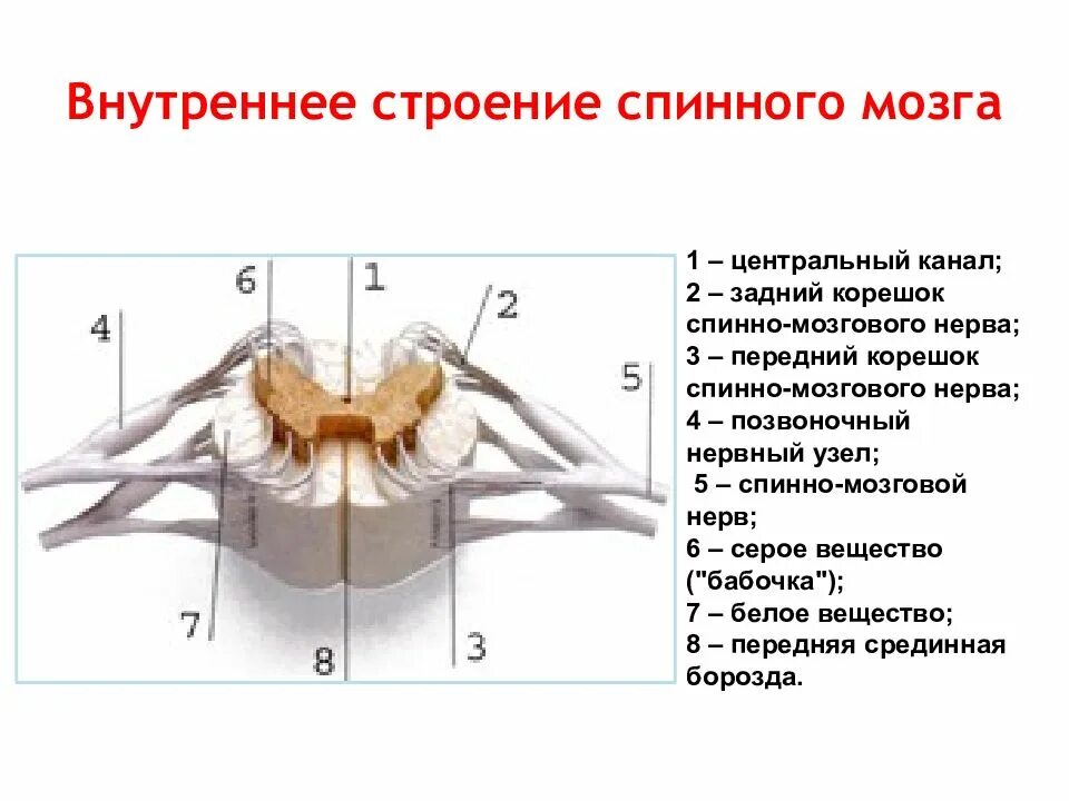 Входят в состав задних корешков спинного мозга. Корешки спинного мозга анатомия. Строение спинного мозга спинномозговой канал. Строение заднего корешка спинного мозга. Строение спинного мозга 8 класс рабочая тетрадь.