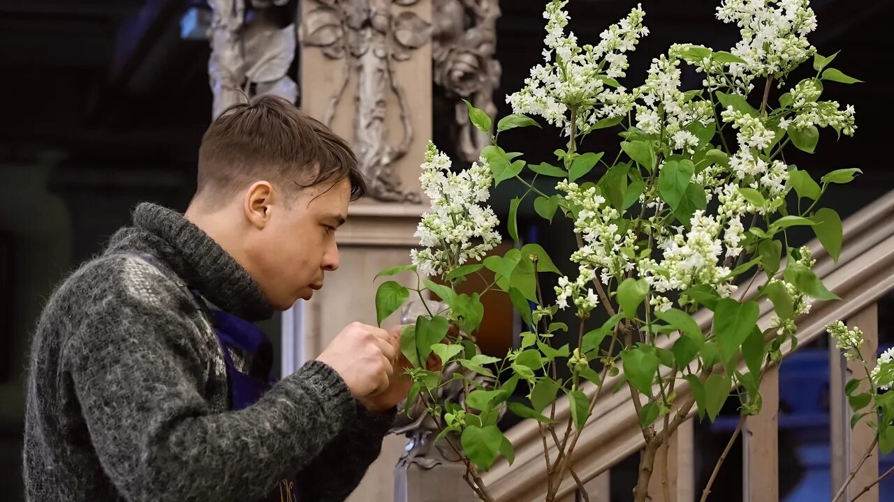 На какой год цветет сирень. Сирень в парке Сокольники. Сирень отцвела. Сирень зацветает. Александровский дворец сирень.