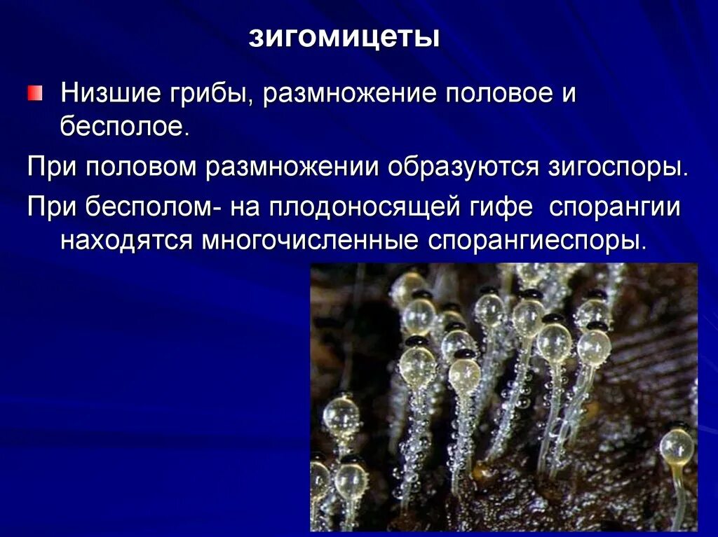 Пилоболус гриб. Pilobolus crystallinus. Зигомицеты (zygomycota). Зигогамия у мукора. Зигомикота мицелий.