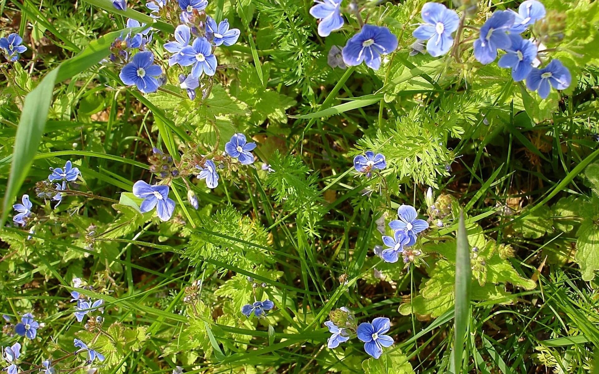 Синий цветок на лугу. Полева трава с синими цветочками. Луговой медонос синий. Незабудка почвопокровник. Цветёт голубыми цветочками трава.