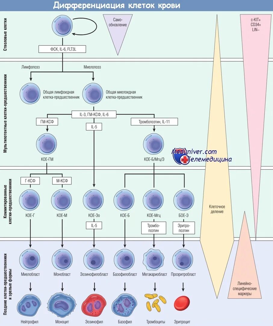 Кровь дифференцировка. Схема дифференцировки клеток крови. Схема развития и дифференцировка клеток крови. Дифференцировка клеток схема. Дифференциация клеток гистология.