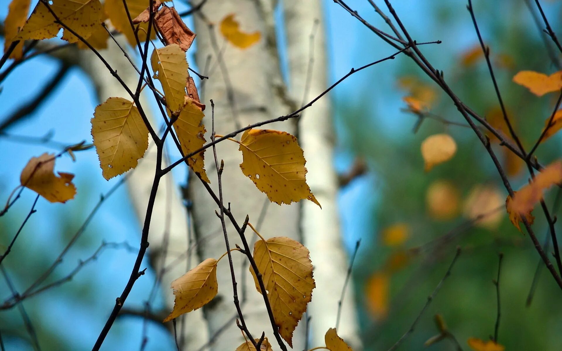 Осень листья давно облетели. Листопад березы. Опавшие листья березы. Осенняя ветка березы. Осенняя веточка берёзы.