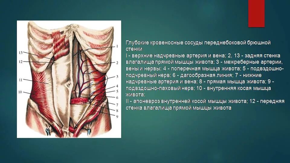 Передняя брюшная стенка кровоснабжение. Мышцы брюшной стенки топографическая анатомия. Мышцы переднебоковой брюшной стенки. Нижняя эпигастральная артерия анатомия. Толстая брюшная стенка