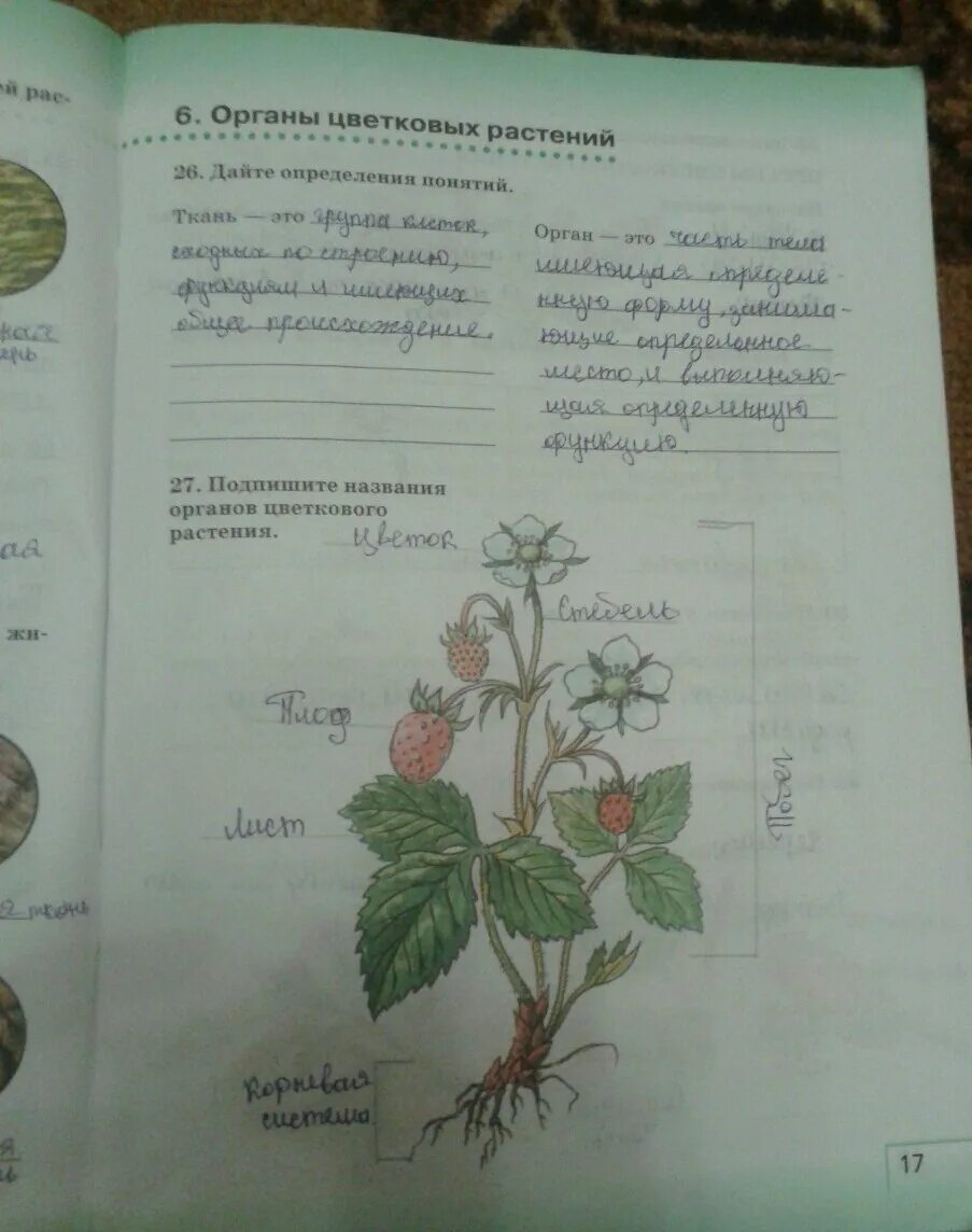 Биология пятый класс страница шесть. Биология 6 класс учебник страницы. рабочая тетрадь стр.17 по биологии 6 класс. рабочая тетрадь сонин стр 88. биология 6 класс параграф 14.