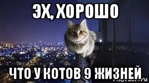 Кот проживает 9 жизней. У котов 9 жизней. Почему у котов 9 жизней. Плчниу у котов 9 жизней. Коты мемы.